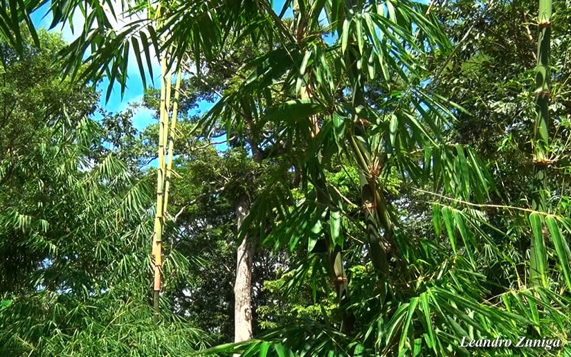 BAMBU2